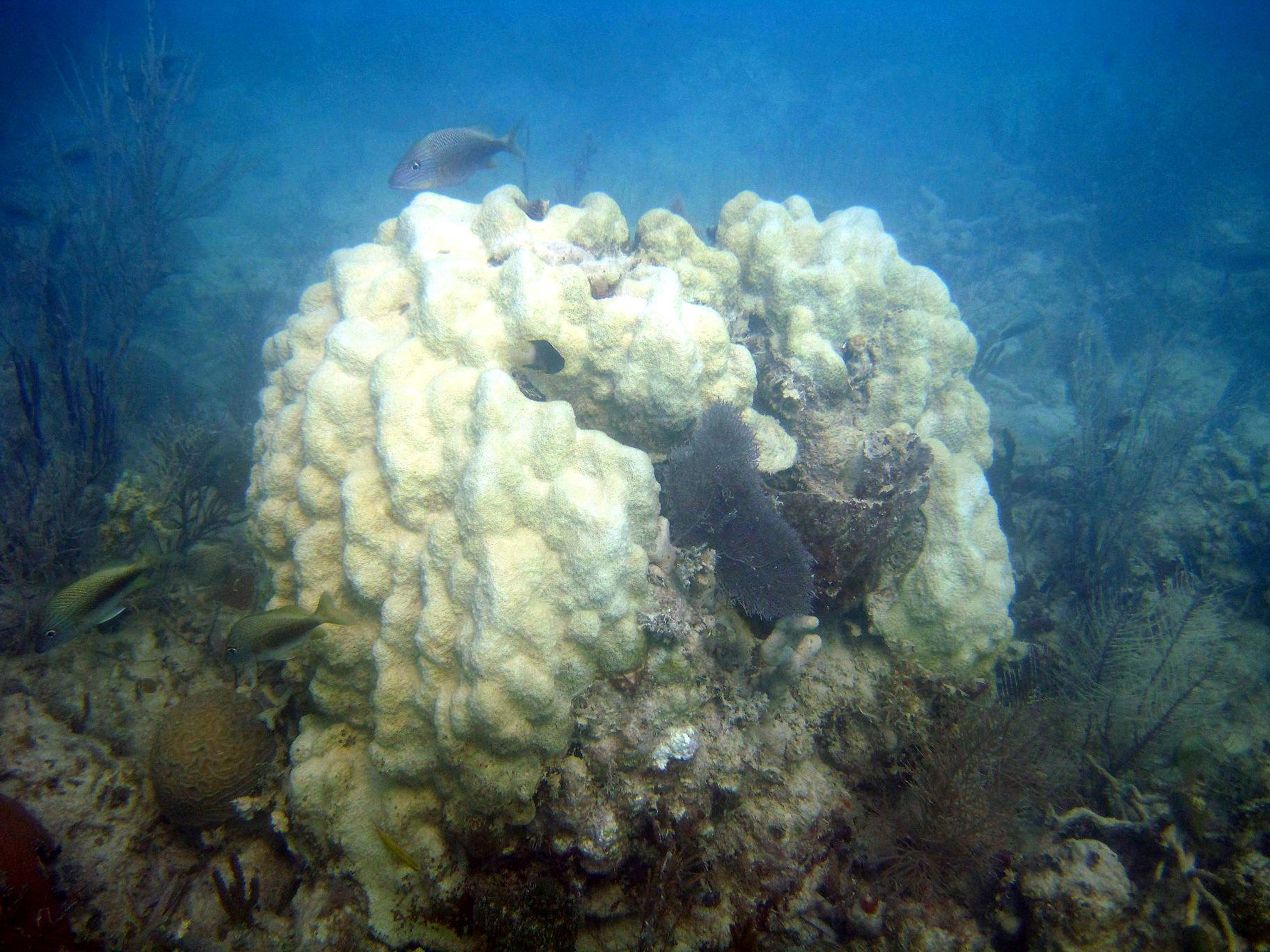 Florida Keys coral global warming