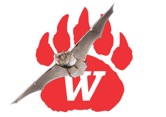 Endangered Bats and Wetlands Present Construction Setbacks