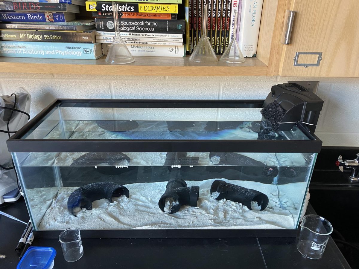 Wadsworth High Welcomes A New Classroom Pet: The Axolotl